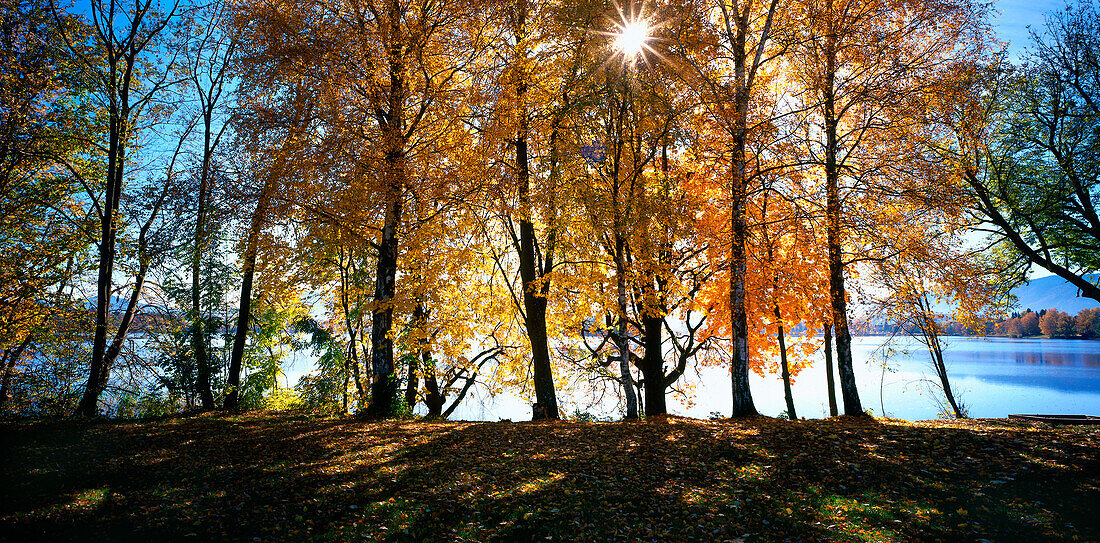 Trees along lake in autumn, Upper Bavaria, Germany