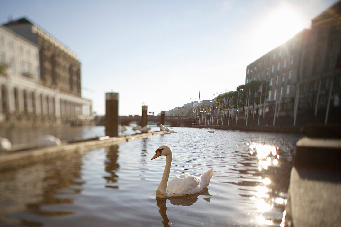 Schwan auf dem Alsterfleet vor dem Rathaus mit Blick auf die Alsterarkaden, Alster, Hamburg