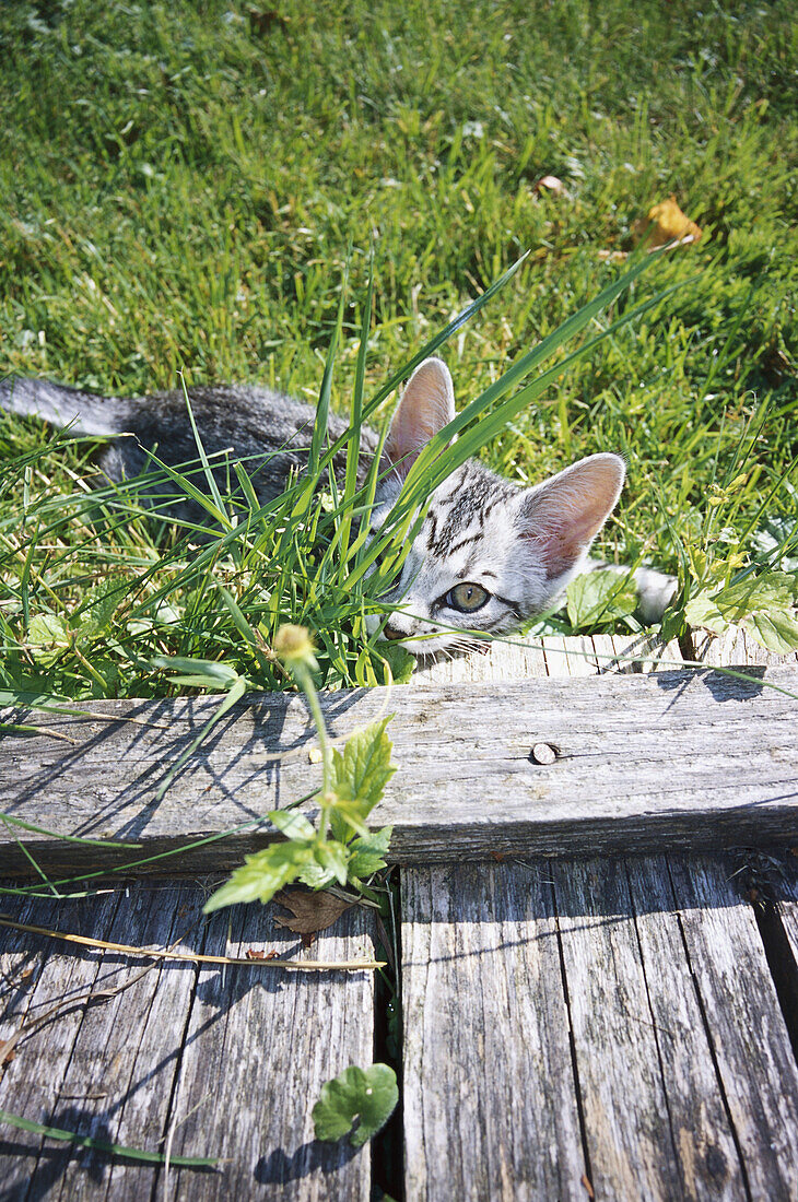 Tabby Kitten in the garden