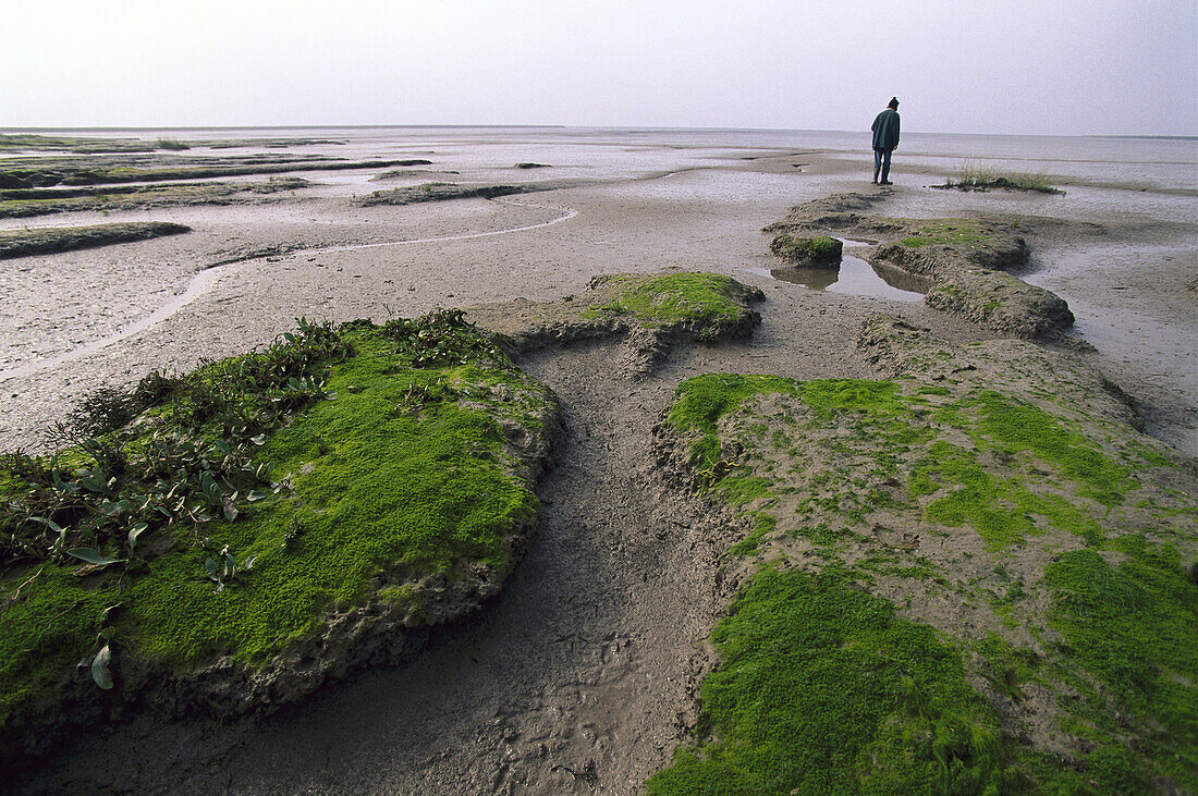 Wadden sea at low tide, Germany