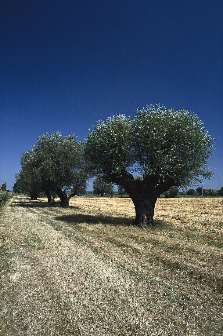 Willow trees at field, Oderbruch near Neuruednitz, Brandenburg, Germany