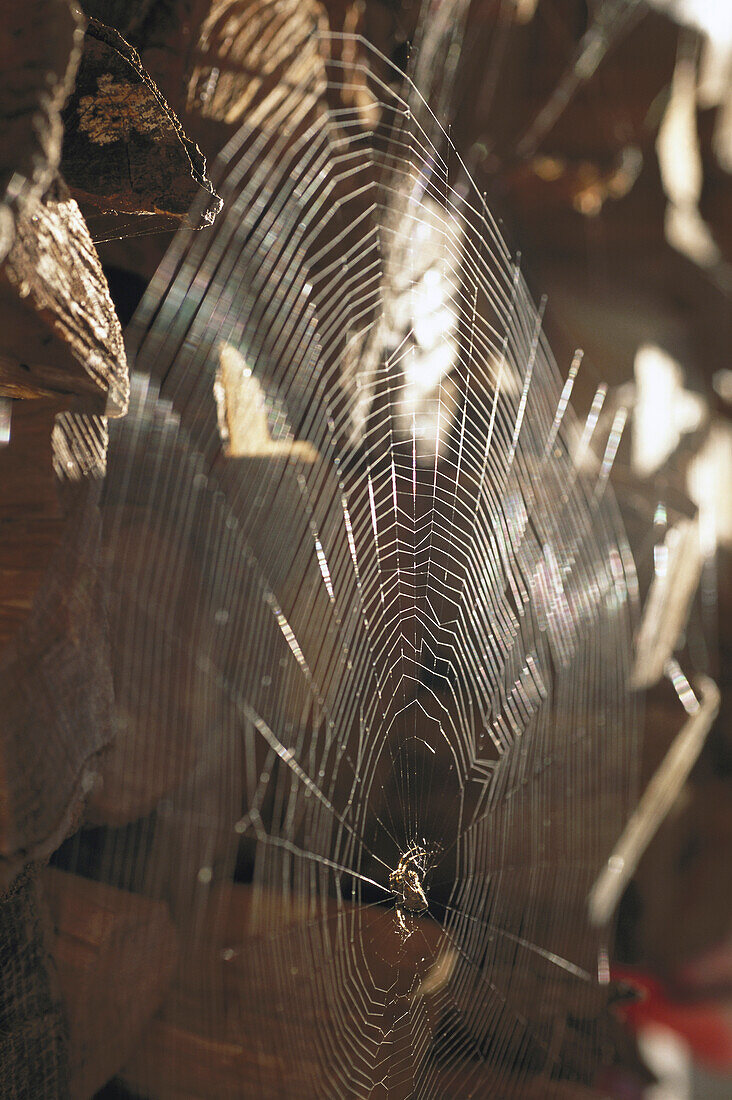 Spider in Web