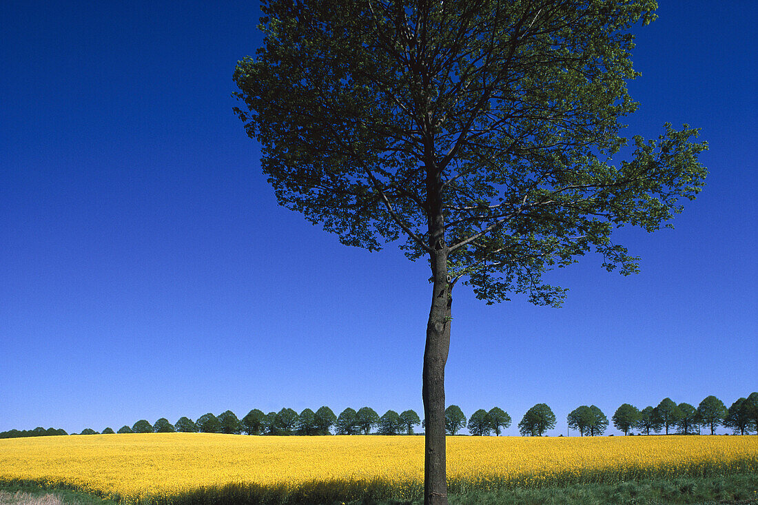 Canola Field near Neubukow, Mecklenburg Vorpommern, Germany