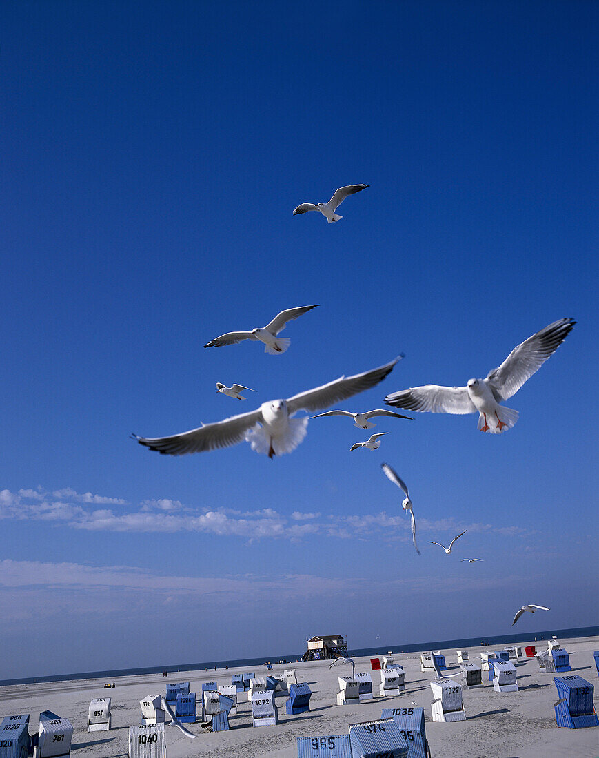 Möven über dem Strand von St. Peter Ording, Schleswig Holstein, Deutschland