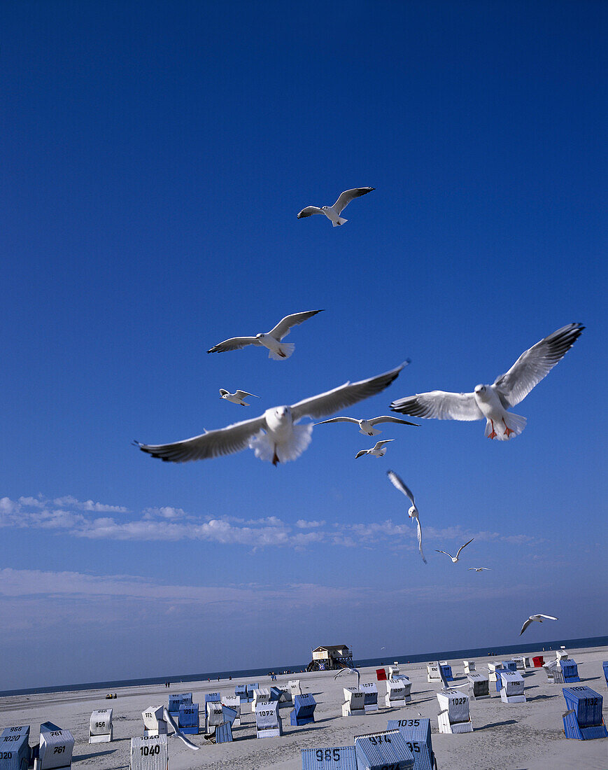 Seagulls over Beach of St. Peter Ording, Schleswig Holstein, Germany