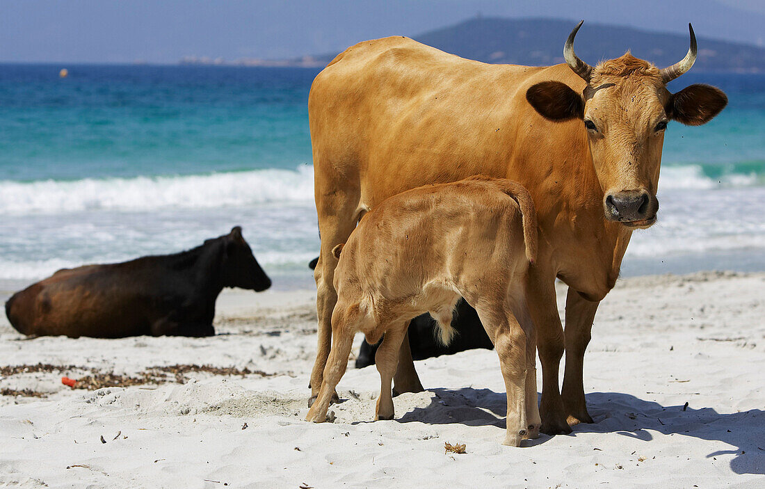 Typically Corsica The beach cows close at the beach of Porticcio, Corsicas West Coast, Gulf of Ajaccio, Mediterranean, France