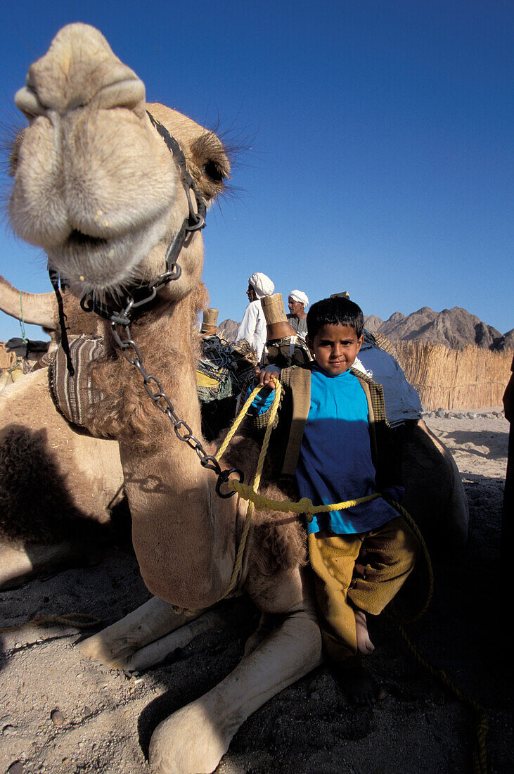 Beduinenkind mit Kamel, Wüste bei Hurghada, Ägypten