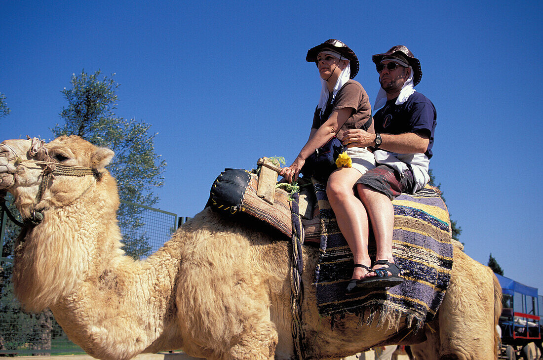 Camel trip for tourists, Port El Kantoui, Tunis, Africa