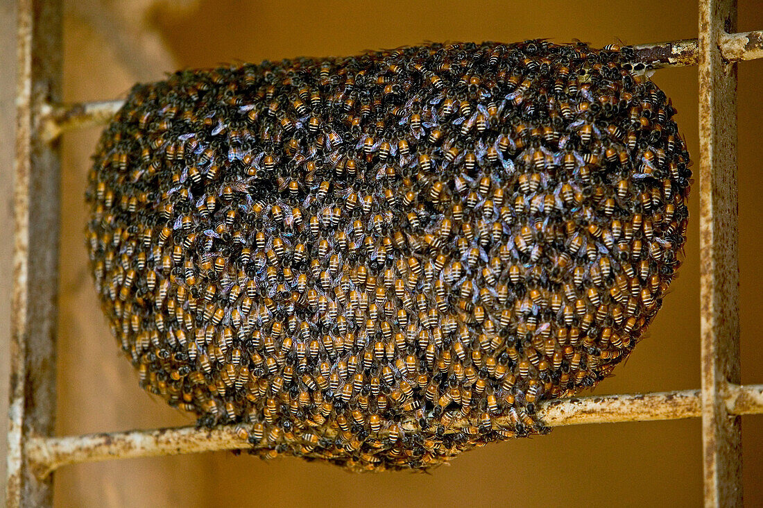 Wild bees, Bienenwabe, wilde Bienen in einem Tempeleingang