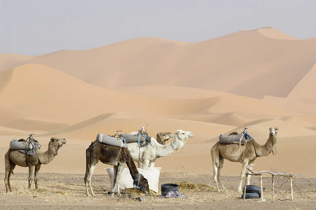 Dromedare in der Wüste, Erg Chebbi, Marokko