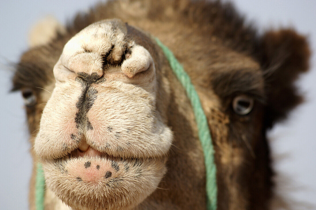 Dromedary, Erg Chebbi, Morocco