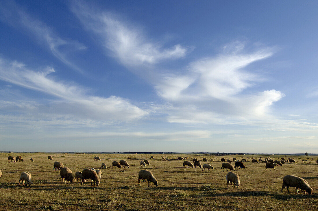 A flock of sheep grazing on Pasture Land, Northern Morocco, Africa