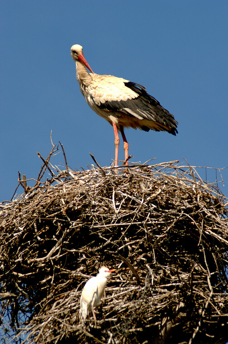 Stork and bird in nest, Rabat, Morocco