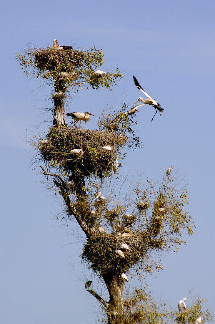 Storks and birds on tree, Rabat, Morocco