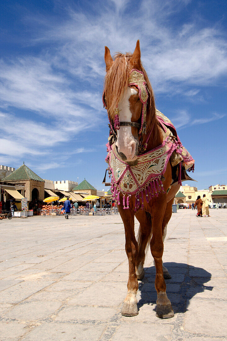 Horse on Place el Hedim, Meknes, Morocco