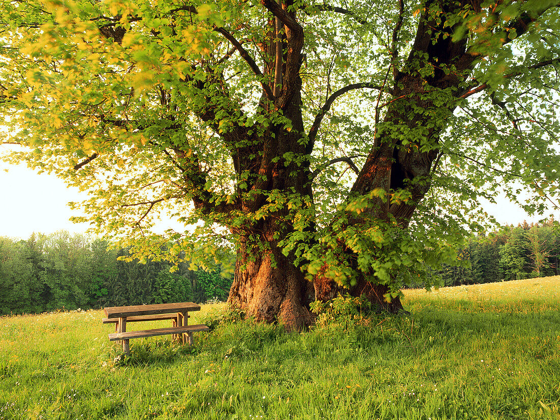 Lime Tree, Upper Bavaria, Germany