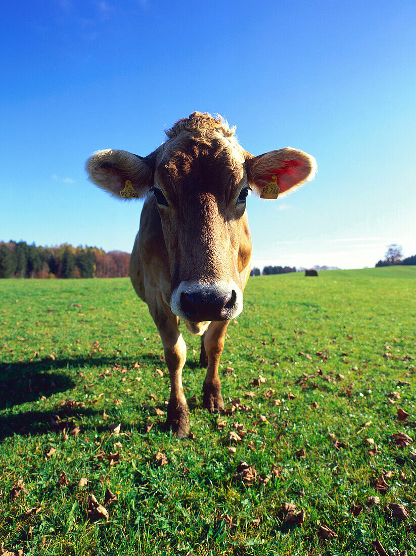 Kuh auf der Wiese, Oberbayern, Deutschland