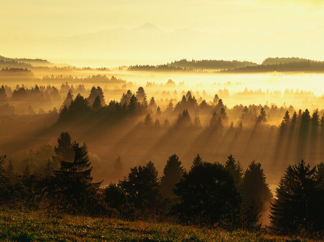 Mist over pine forest, morning, Upper Bavaria, Germany