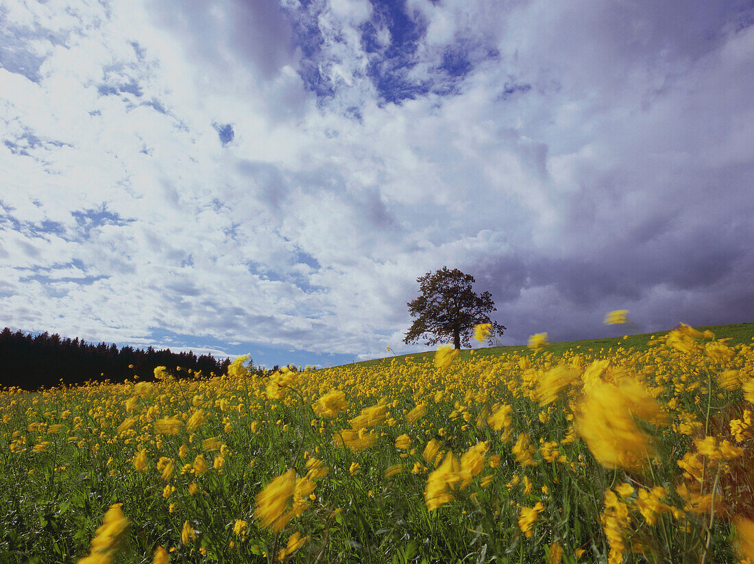 Canola field, Upper Bavaria, Germany