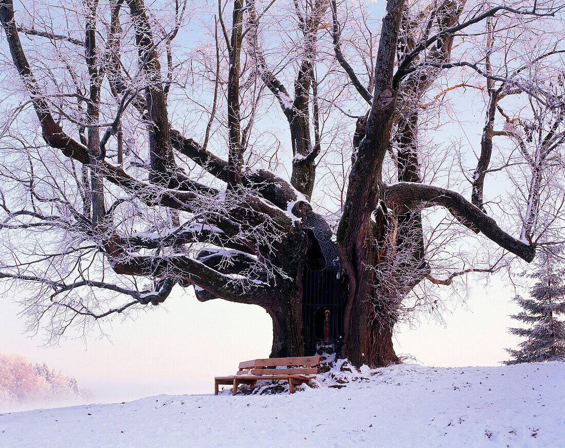 1000 years old lime tree with bench, Upper Bavaria, Germany