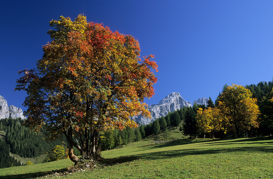 Baum mit Herbstlaub und Berg, Dachsteingruppe, Steiermark, Österreich