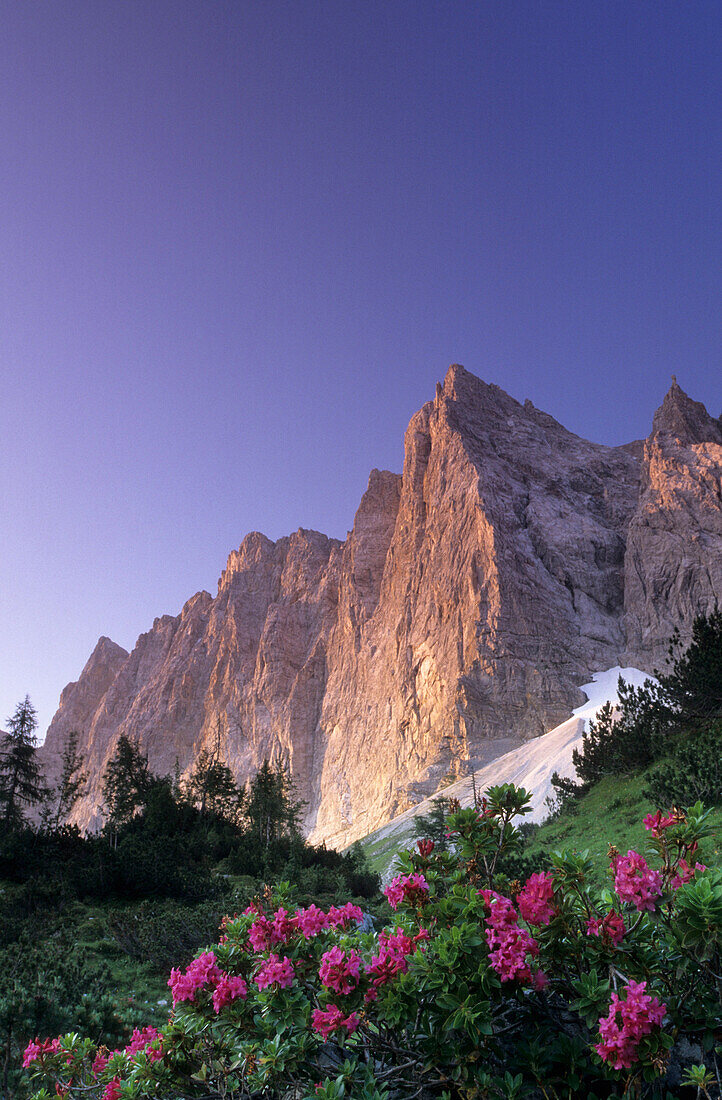 Laliderer Range with Rhododendron, Karwendel Mountain Range, Tyrol, Austria