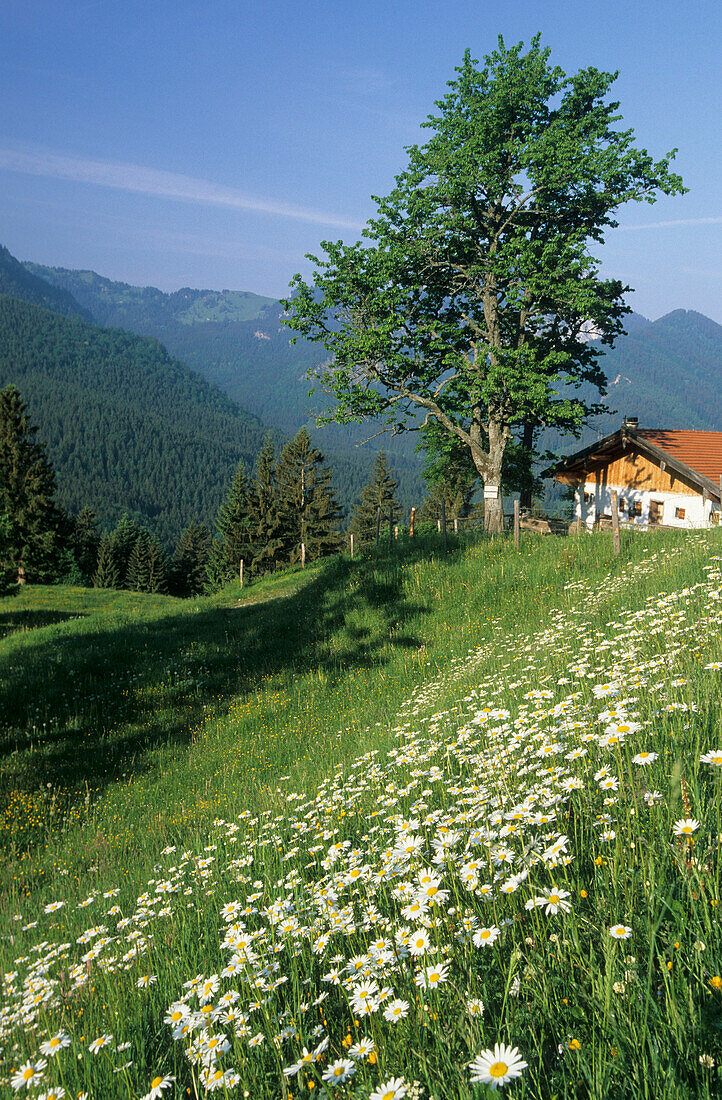 Blumenwiese mit Margeriten und Walchalm im Hintergrund, Bayerische Voralpen, Oberbayern, Deutschland