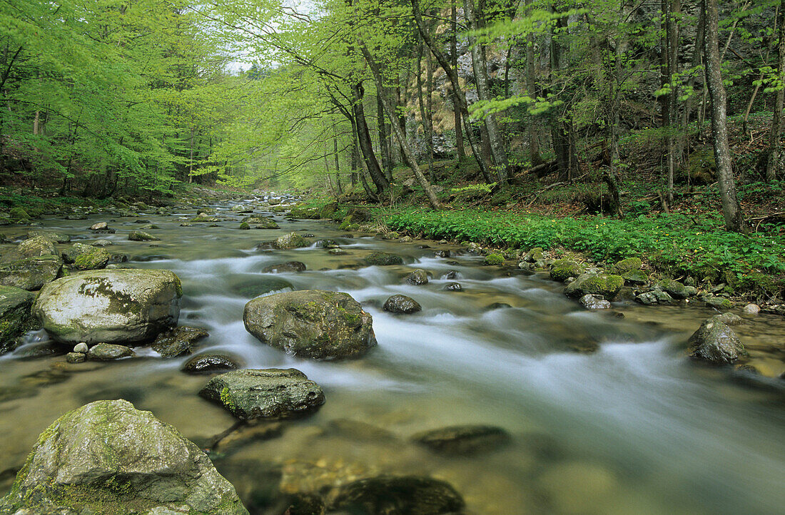 Mühltal bei Nußdorf, Bachlauf mit maigrünen Buchen, Oberbayern, Deutschland