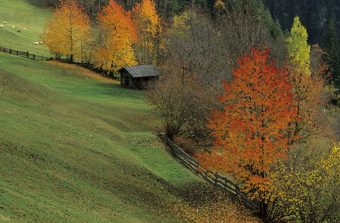 Alpine pasture with hay barn, surrounded with autumn coloured trees