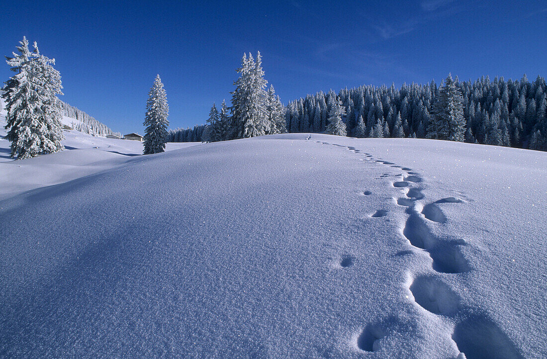 Weite Schneefläche mit Spur, die an verschneiten Fichten vorbei zu Almhütte führt, Riesenalm, Bayerische Voralpen, Oberbayern, Deutschland