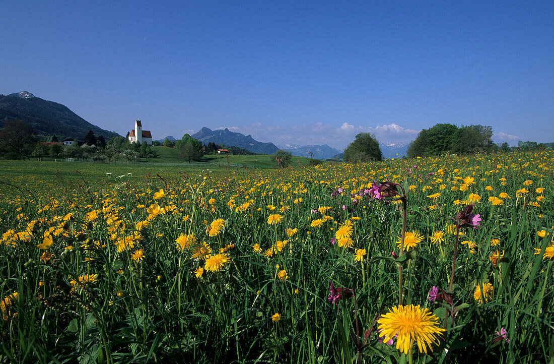 Sea of dandelions with church in Grainbach at Samerberg, Bavarian Alps, Upper Bavaria, Germany