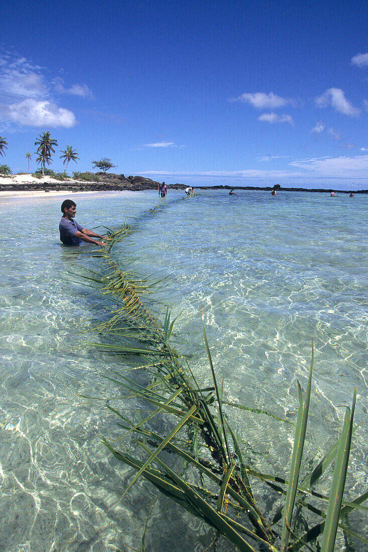 Traditional Coconut Leaf Fishing,Yoroma Island, Yasawa Islands, Fiji