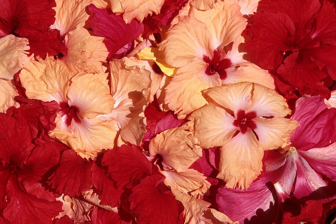 Hibiscus Korb,Turtle Island Resort, Turtle Insel, Yasawa Inseln, Fiji