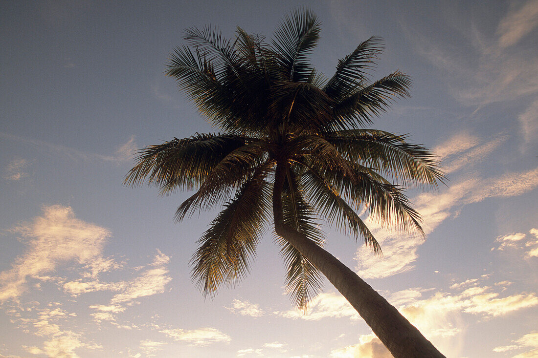 Coconut Tree at Sunset,The Westin Denarau Island Resort and Spa, near Nadi, Fiji