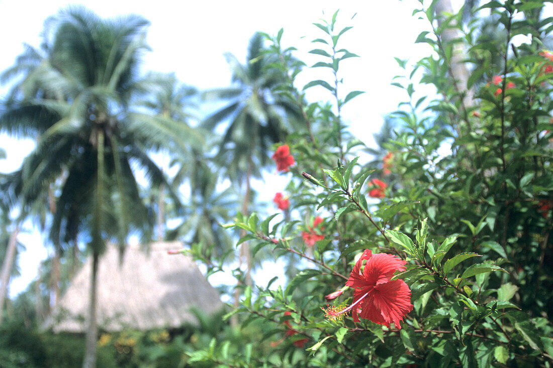Red Hibiscus, Coconut Trees and Bure Roof,Jean-Michel Cousteau Resort, near Savusavu, Vanua Levu, Fiji