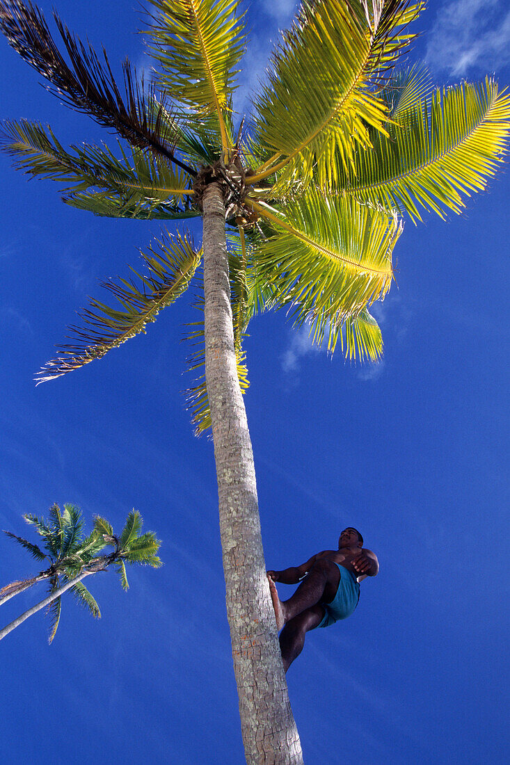 Climbing a Coconut Tree,One Foot Island, … – License image – 70053186 ...