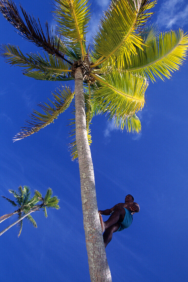 Mann klettert auf einem Kokospalme,One Foot Island, Aitutaki Lagoon, Aitutaki, Cook Inseln