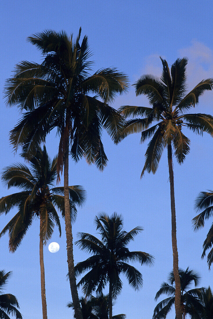 Coconut Trees and Full Moon,Rarotonga, Cook Islands