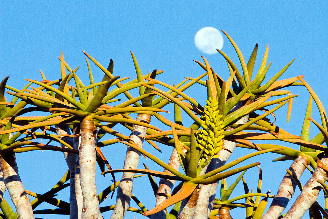 Blume und Frucht des Köcherbaumes (Aloe dichotoma) sowie Vollmond. Gondwana Canon Park. Fish River Canyon, Südliches Namibia, Afrika