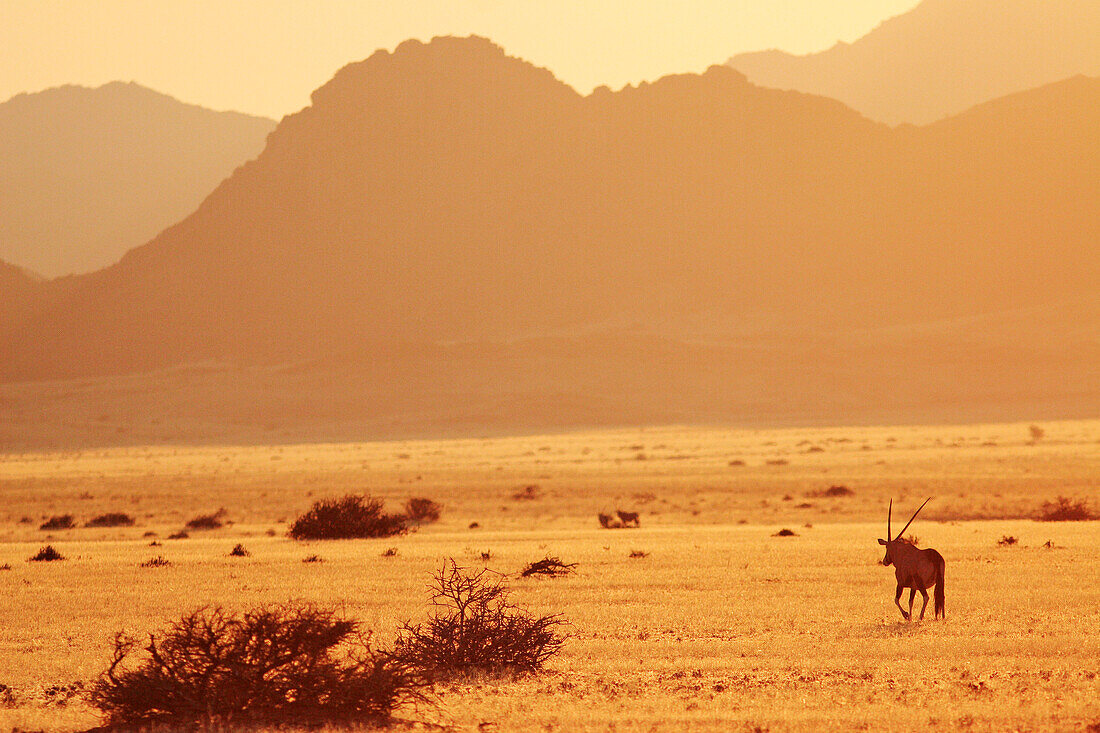 An oryx antelope (oryx gazella) in the golden light of the rising sun. Gondwana Namib Desert park. Namib Desert. Southern Nambia, Africa.