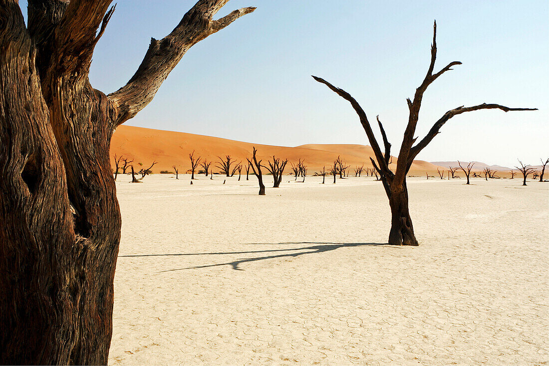 Alte, tote Bäume im Deadvlei. Baumskelette. Die Sossusvlei Dünen. Namib Wüste. Namibia. Afrika.
