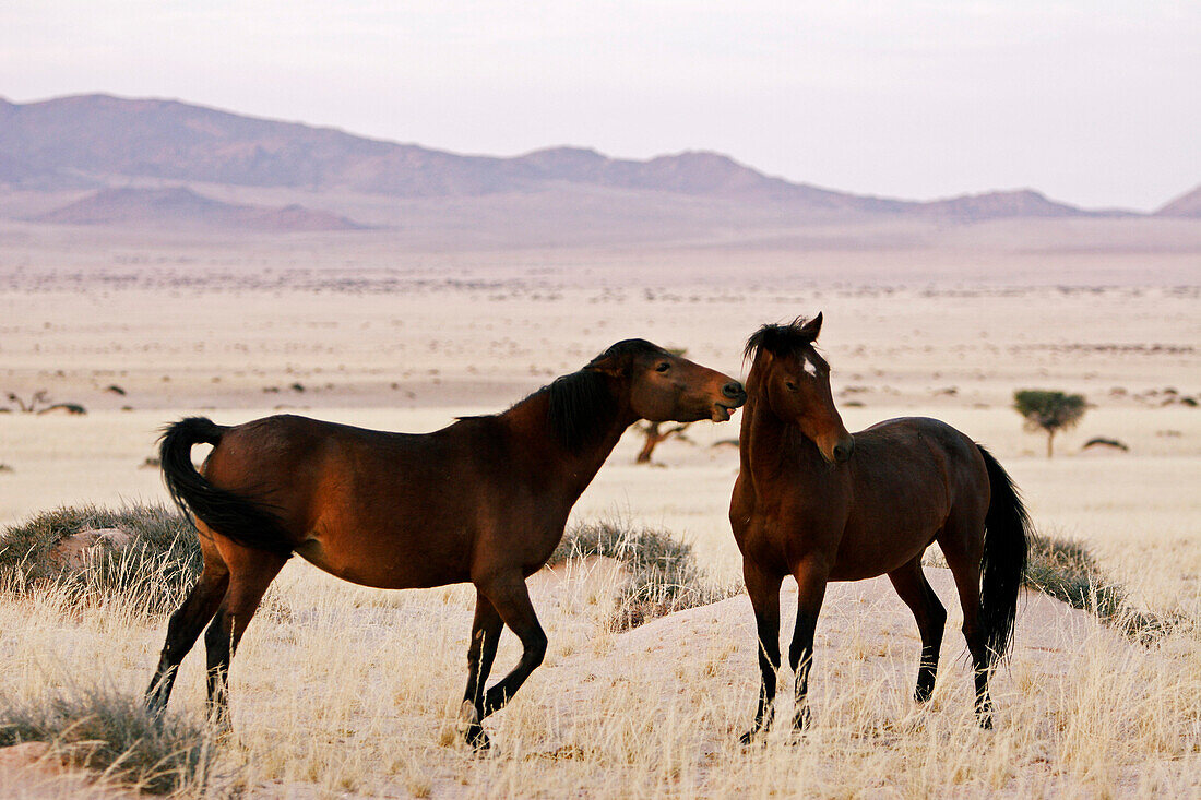 Zwei wilde Pferde beginnen einen Kampf. Namib Desert Horses. Garub. Namib Naukluft Park. Südliches Namibia, Afrika.
