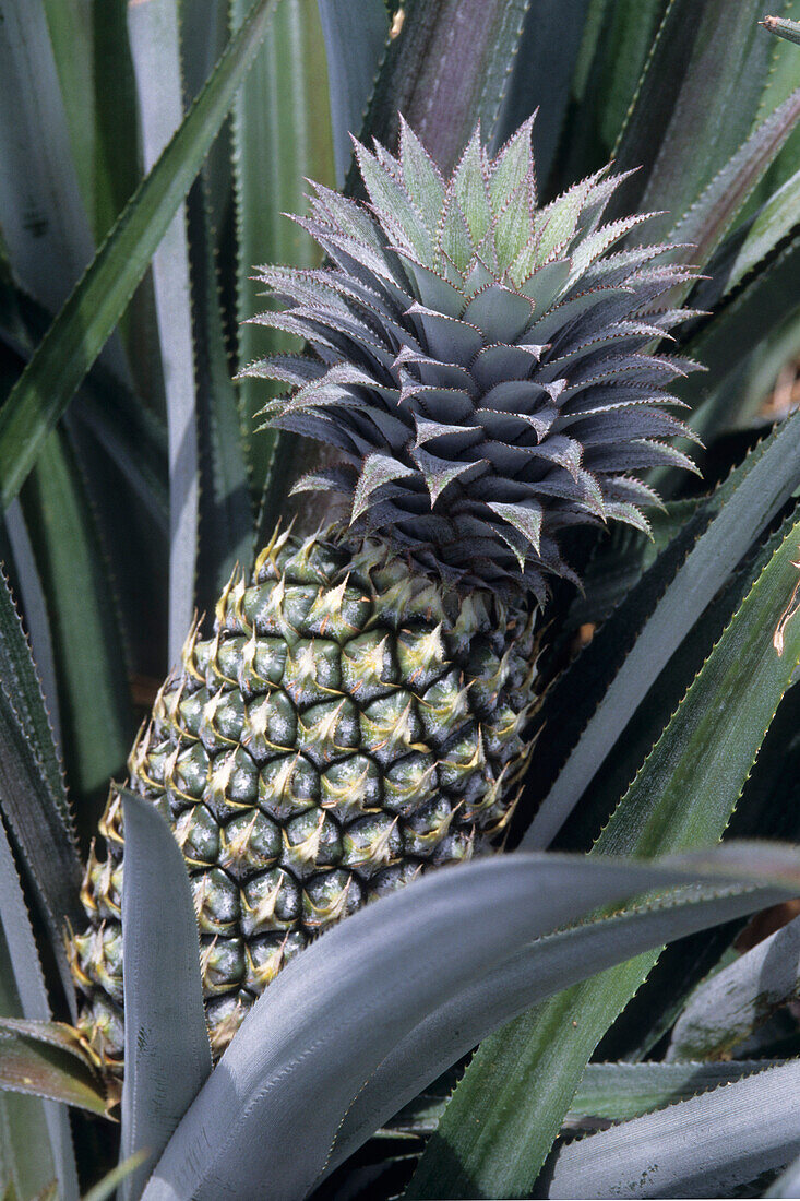 Pineapple with Rod Stewart Hairstyle,Paopao Valley, Moorea, French Polynesia