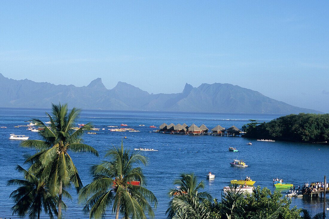 Coconut Trees, Yachts & Moorea,View from Sofitel Maeva Beach Resort, Tahiti, French Polynesia