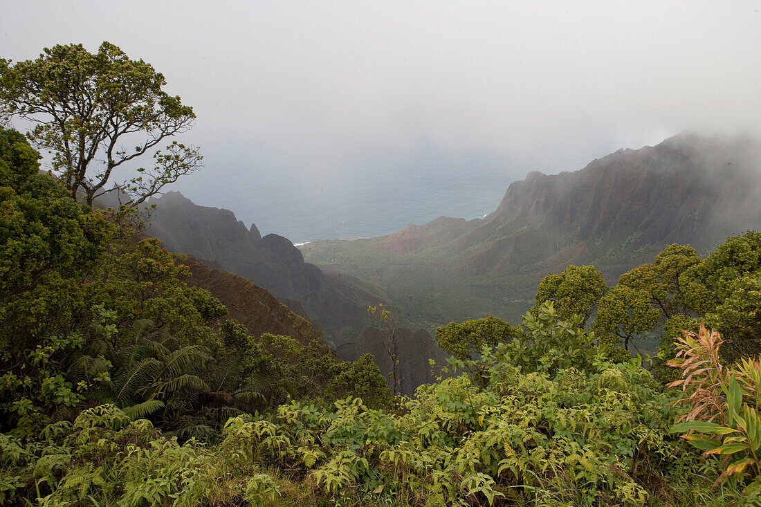 Tropische Vegetation und Na Pali Küste, Blick von Kalalau Lookout, Kokee State Park, Kauai, Hawaii