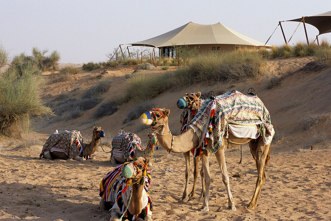 Kamele, Al Maha Desert Resort, Dubai, Vereinigte Arabische Emirate