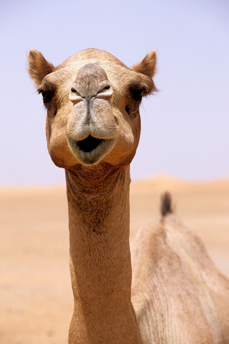Dubai Camel, Dubai, United Arab Emirates