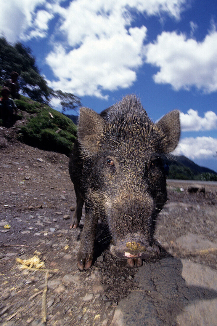 Neugieriges Wildschwein, in der Nähe von Goroka, Eastern Highlands, Papua Neuguinea