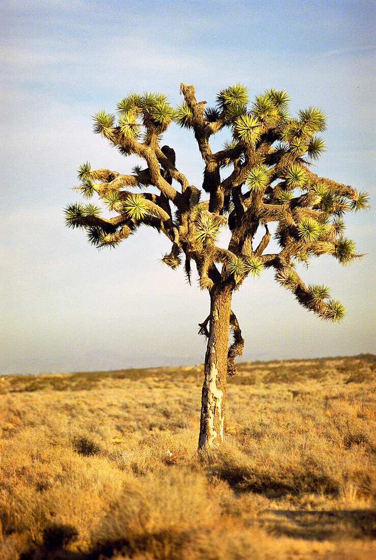 joshua baum, moyave wüste, kalifornien, usa