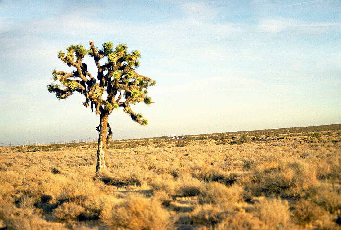 Joshua Tree-Baum, Moyave-Wüste, Kalifornien, Usa